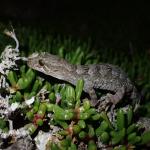 Poor Knights Gecko (Aorangi Island, Poor Knights). © Oscar Dove