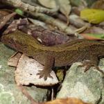 Poor Knights Gecko (Aorangi Island, Poor Knights). © Oscar Dove
