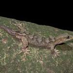 Poor Knights Gecko (Aorangi Island, Poor Knights). © Oscar Dove