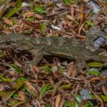 Minimac gecko (South Wellington Coast). <a href="https://www.instagram.com/tim.harker.nz/?hl=en">© Tim Harker</a>