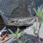 Canterbury Scree Skink (Ashburton Basin). <a href="https://www.instagram.com/tim.harker.nz">© Tim Harker</a>