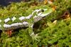 Naultinus rudis